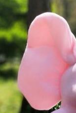 Drop Shipping 30cm Peek a Elephant Stuffed Plush Doll Electric Toy Talking Singing Musical Toy Elephant Play toys for Kids - fyfy7